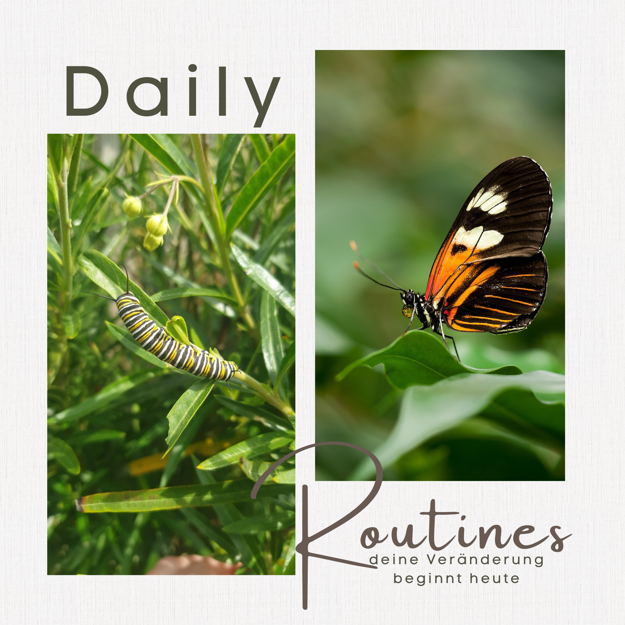 Daily Routines
